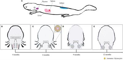 The Immune System and the Antiviral Responses in Chinese Giant Salamander, Andrias davidianus